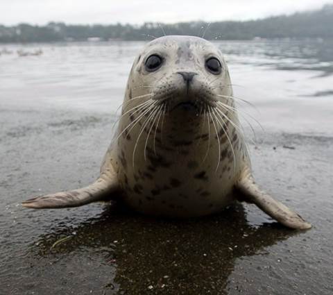 http://a.abcnews.com/images/Lifestyle/ap_canada_baby_seals_mt_140926_23x14_1600.jpg